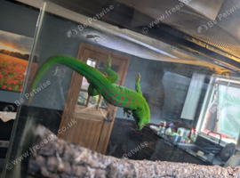Male  crimson day gecko