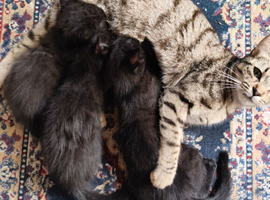 Gorgeous Black Ghost Tabby
