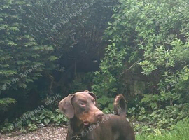 Hunter - beautiful Doberman