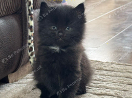 3 black kittens