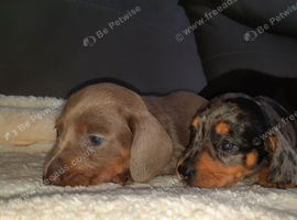 Dachshund puppys