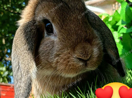Mini lop