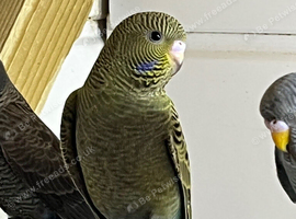Budgies