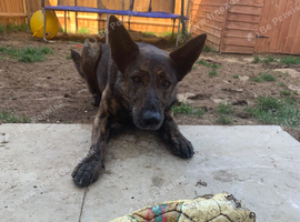 Dutch Herder X German Sheppard Female 2 Years Old