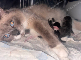 3 beautiful Ragdol X kittens