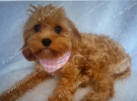 Toy maltipoo female extensively DNA clear