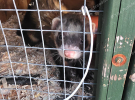 Ferret for sale