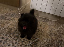 Pomeranian puppies