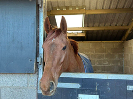Ruby aka Tullamoon Ruby Tunes UNRACED
