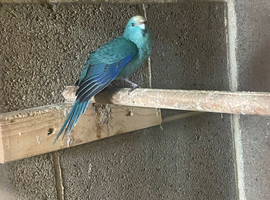 Young kakarikis
