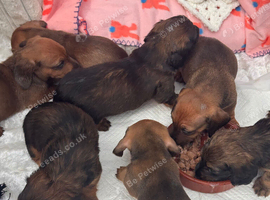 Long & Short Haired Sable over Cream Dachshund puppies