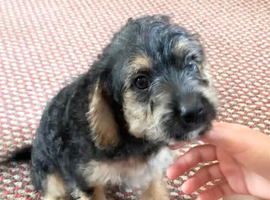JackChi x Toy Poodle Puppies