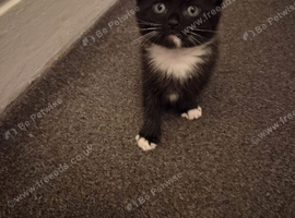 5 lovely friendly kittens for sale