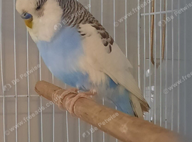 Male budgie
