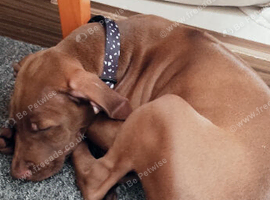 Rhodesian Ridgeback Female