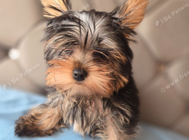 Yorkshire Terrier boy available