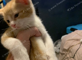 Kittens for sale