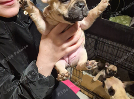2 female frenchies