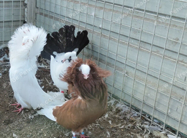 Jacobin fancy pigeon