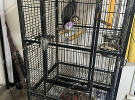African Grey Parrot