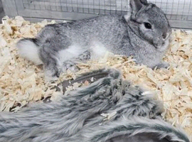 Female netherland chinchilla