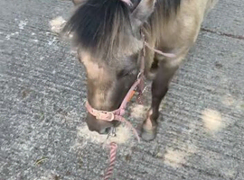 3 year old dun Shetland for sale