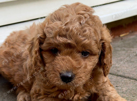 Cavapoo Pups With a Genuinely Good Upbringing