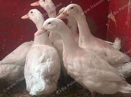 Cherry valley drakes 10 weeks old