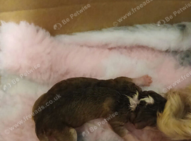 Stunning F2b Cockapoo puppies