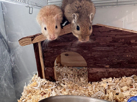 2 gerbils exchange with a male cocktails