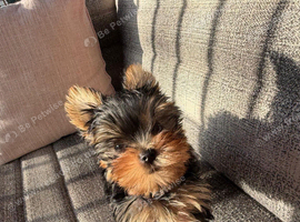 Yorkshire Terrier 11 Weeks