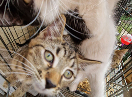 Kittens for sale