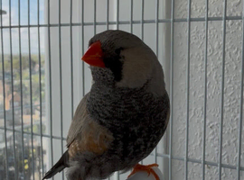 Charcoal zebra finches