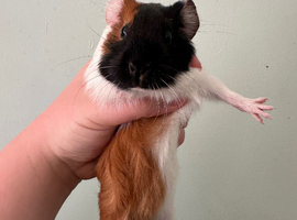 3 male guinea pigs need gone today