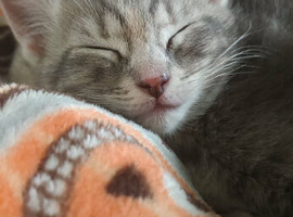 Mixed breed Ragdoll kittens