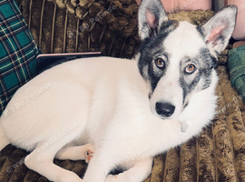 6 month old female husky