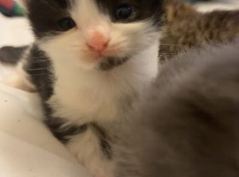 4 beautiful kittens for sale