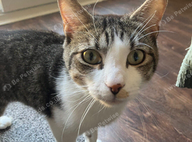 Male cat