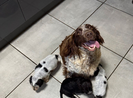 Beautiful Cocker Spaniel Girls &ndash; Ready for Loving Homes