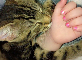 Male kitten
