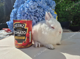 Netherland  dwarf babys