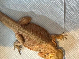 Bearded dragon