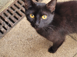 Female cat 3 years looking for forever home