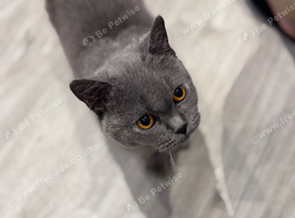 Hi everyone! This is J&oacute;zsi. He's a very happy, playful, affectionate and loving little boy. ️