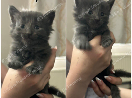 5 mix litter kittens