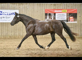 Stunning little mare looking for her Person