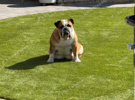 Traditional British Bulldog