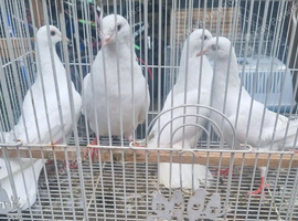 White pigeons