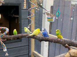 Budgies for sale