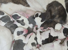 Lovely whippet pups